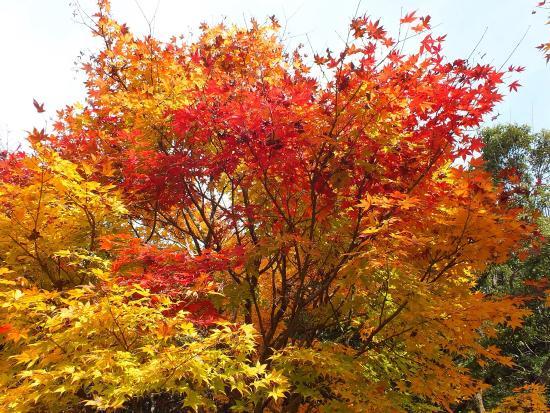 福智山ろく花公園