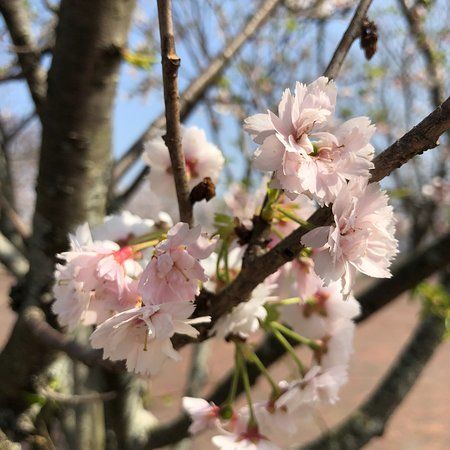 笹山公園