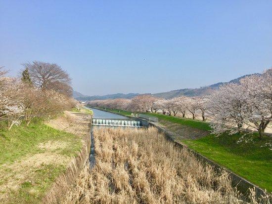 流川の桜並木