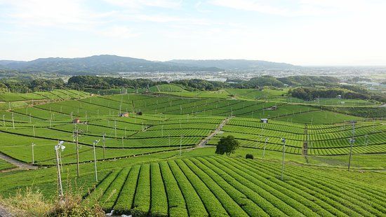 八女中央大茶園