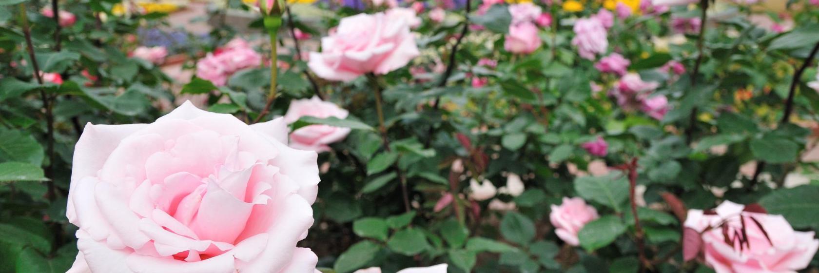 福岡市植物園